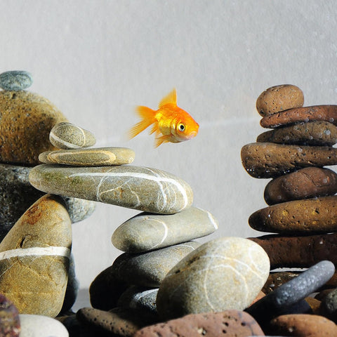 Natural River Rocks mixed