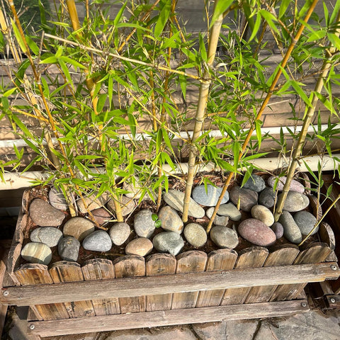 Natural River Rocks mixed